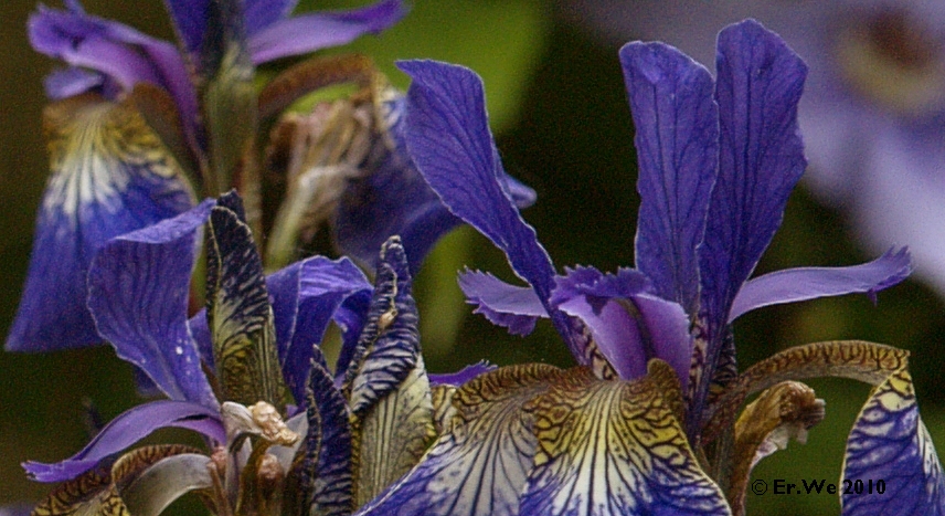 Iris